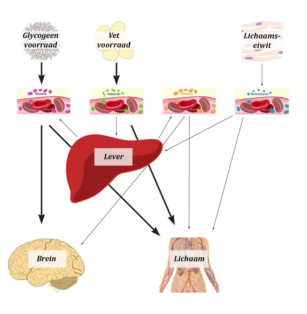 Artikel 1 Het Metabolisme Optrimize